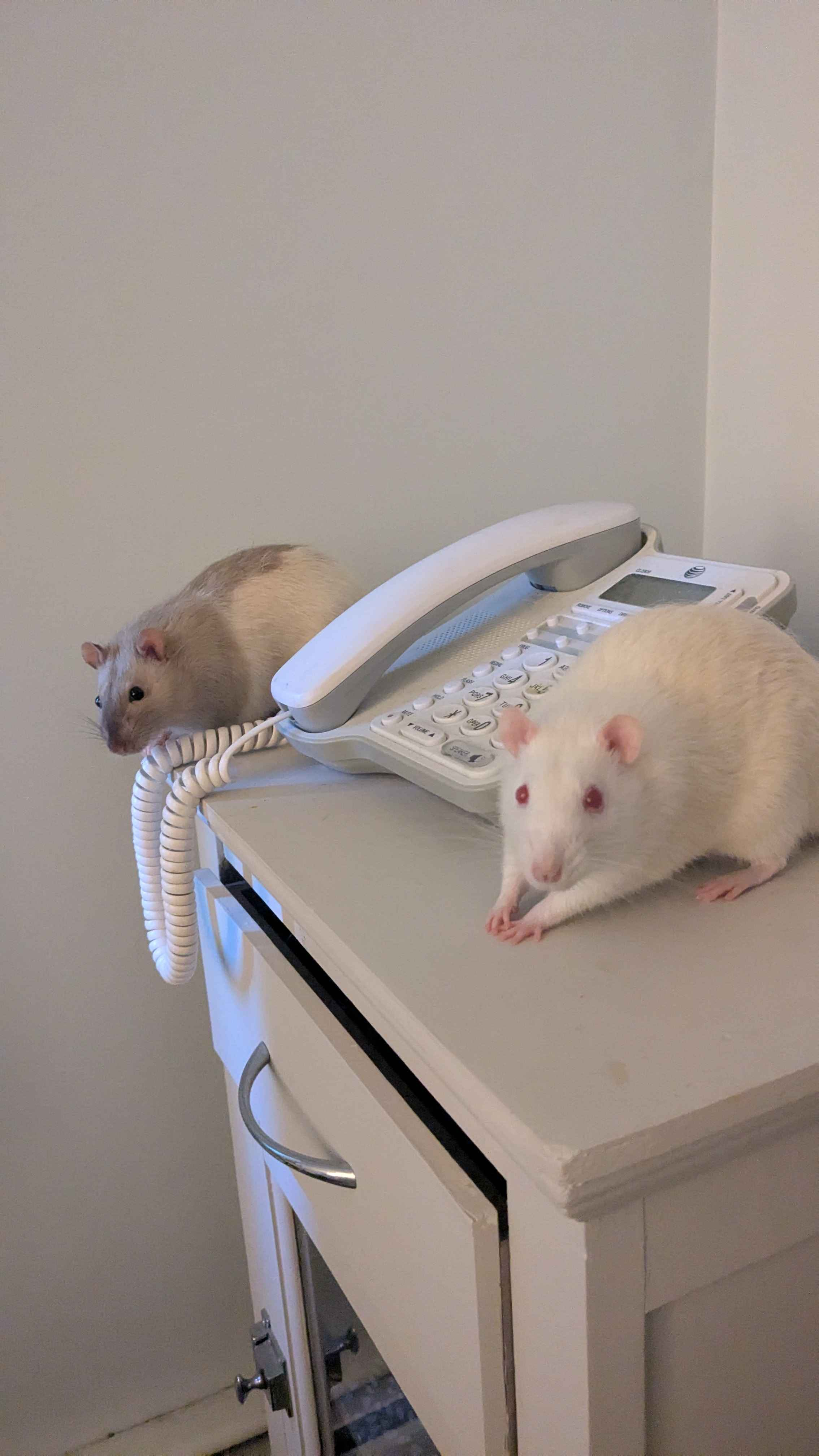 Secretary rats